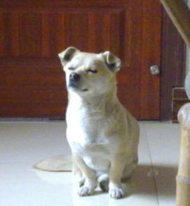 用日语怎么说:我困了,先睡了,晚安-终于可以睡