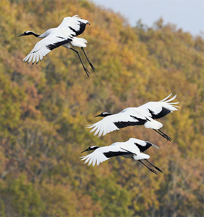 1022-crane-kyodo-1-M.jpg