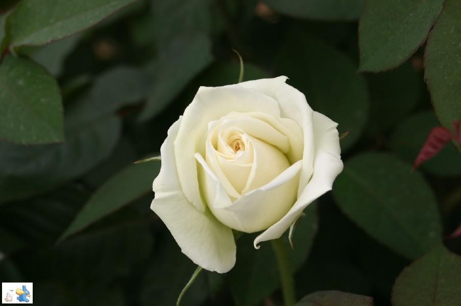 IMG_3359-0.JPG